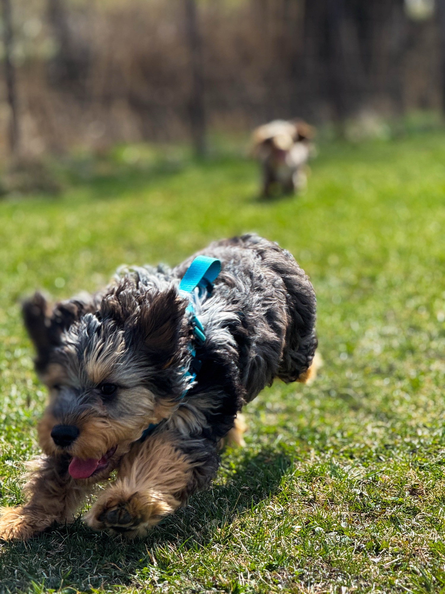 Luxcanin-photo-siteweb-IMG_0282