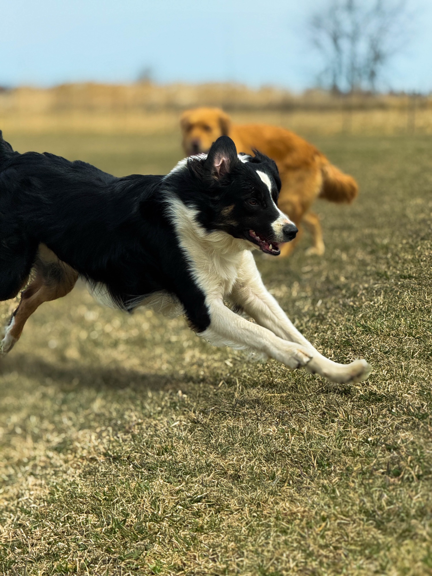 Luxcanin-photo-siteweb-IMG_9842